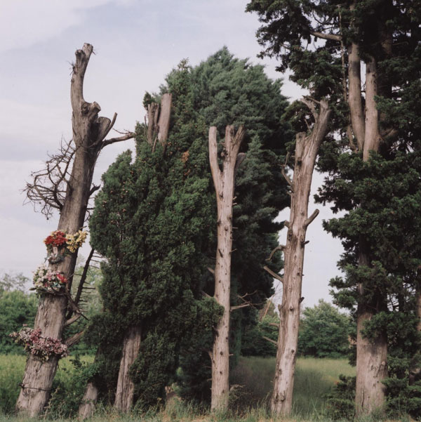 Fleurs-du-bord-de-route-3.jpg