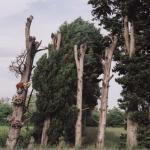 Fleurs-du-bord-de-route-3.jpg